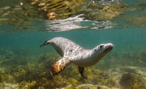 Eyre Peninsula | Australian Wildlife Journeys