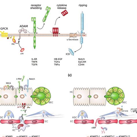 General Structure Of ADAM And ADAMTS Proteases A General Domain