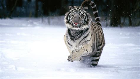 Running Tiger Wallpapers Wallpaper Cave