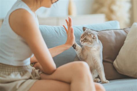 猫の死期が近づいた時の行動パターンと飼い主ができる対策【鎌倉・藤沢】 鎌倉動物霊園