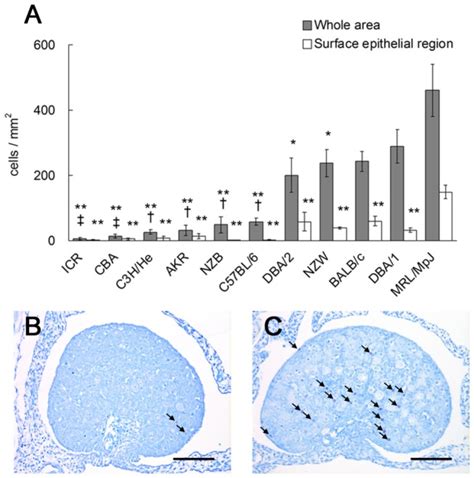 A Ovarian Mast Cell Mc Density Among 11 Mouse Strains At Postnatal