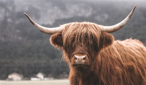 Scottish Cattle Breeds - Farmhouse Guide