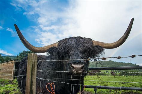 Close-Up Shot of a Black Highland Cattle · Free Stock Photo