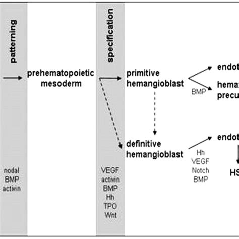 Schematic representation of development to hematopoietic lineages. This ...