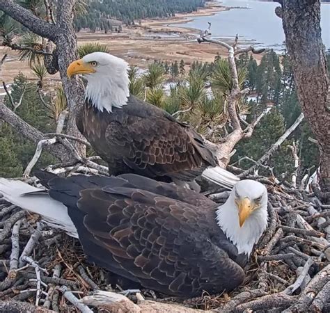 Artist Paints Bald Eagles Jackie And Shadow Who Appeared On NCIS TV Show