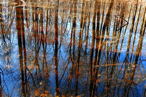 Tree Reflection Stanley Zimny Thank You For Million Views Flickr