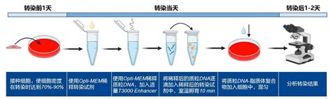 Lipomaster Transfection Reagent