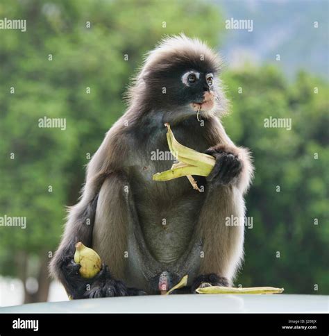 Dusky Langur Specatacled Leaf Monkey Prachuap Khiri Khan Thailand