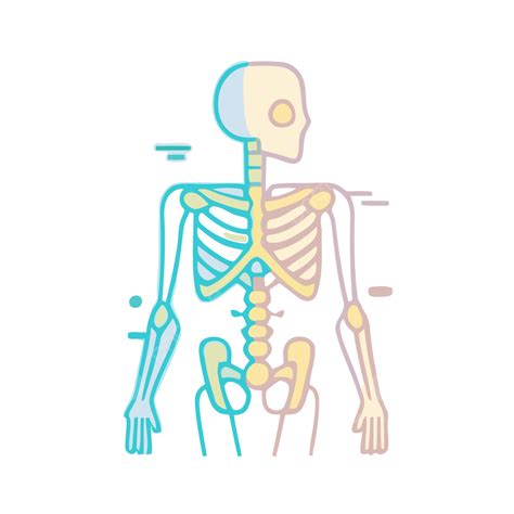 골격 뼈대 벡터 Png 의료 스톡 비디오 로열티 프리 영상 흰색 바탕에 근골격계를 묘사한 선형 아이콘 Png 일러스트 및