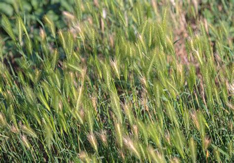 Canada Wild Rye Plant Care And Growing Guide