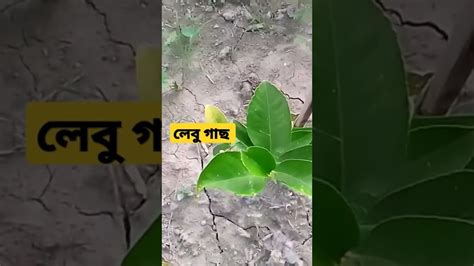 লেবু গাছ Youtube