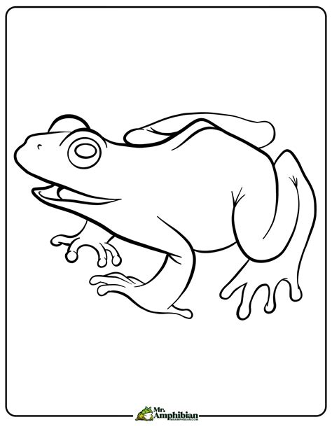 Frog Eggs Coloring Pages