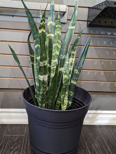 10 Black Coral Snake Plant Usbeyonceistore