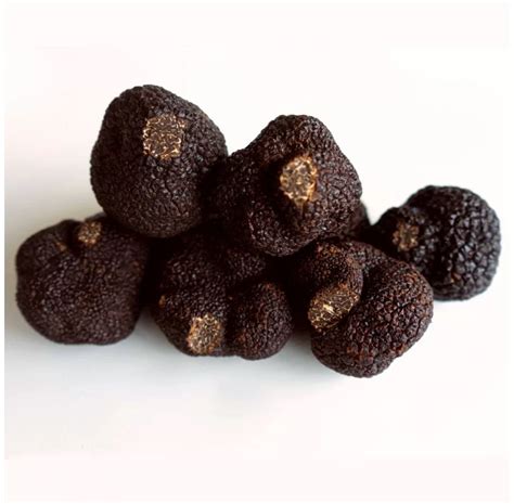 Tartufo Fresco Nero Pregiato Tuber Melanosporum Vittadini Bolognami