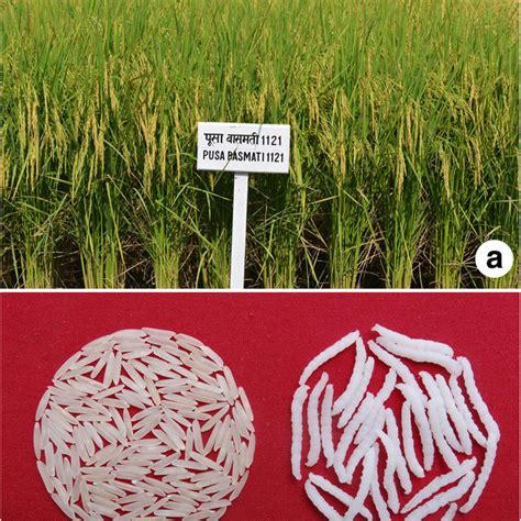 Pdf Pusa Basmati A Rice Variety With Exceptional Kernel