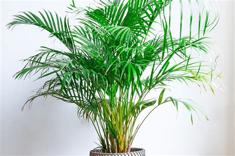 Bamboo Palm Indoor Plant