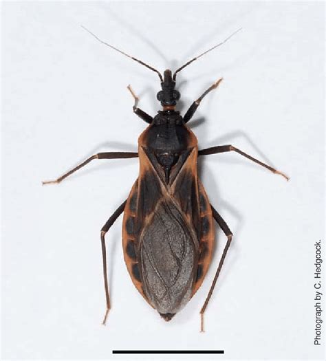Adult Female Kissing Bug Of The Species Triatoma Rubida The Most