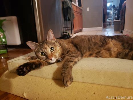 Cassie Popcorn Popcorn In Bed Popcorninbed Nude OnlyFans Photo The Fappening Plus