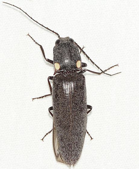 Clicker Ignelater Havaniensis Bugguide Net