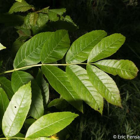 Le Frêne Commun Fraxinus Excelsior Quelle Est Cette