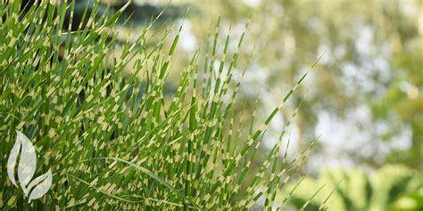 Ornamental Grasses for the Landscape (and Why We Love Them!) - Port ...