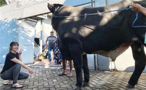 Hari Raya Idul Adha Via Vallen Potong Sendiri Hewan Kurban Miliknya