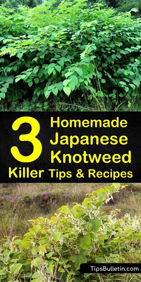 Simple Homemade Japanese Knotweed Killer Tips Recipes