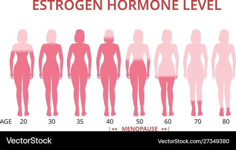 Estrogen hormone levels chart menopause Royalty Free Vector