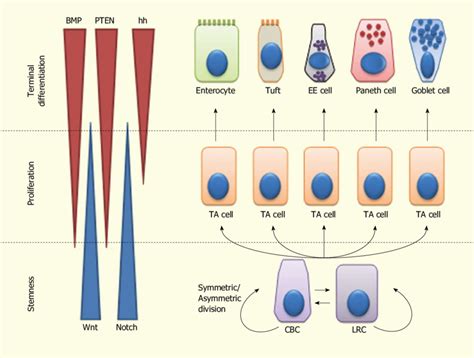 Lineage Specification Of Intestinal Stem Cells Intestinal Stem Cells