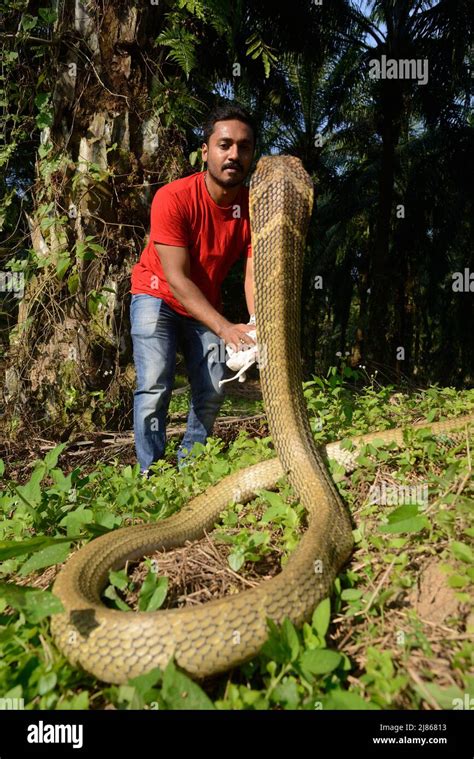 Hunter And King Cobra Malaysia Stock Photo Alamy