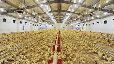 Inside The Million Dollar Chicken Farm Amazing Modern Chicks Poultry