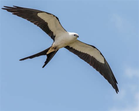 Swallow-tailed Kite | BirdNote