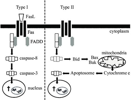 Schematic Overview Of Fas Induced Apoptosis In Type I And Ii Cells Fas