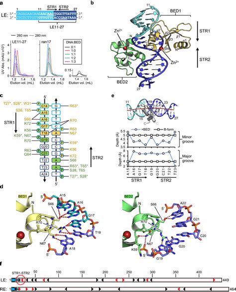 The N Terminal Bed Domain Of The Hermes Transposase A Sequence Of The