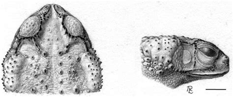 Rhinella Fernandezae MACN 10 334 Holotype Of Rhinella Granulosa