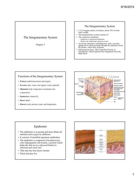 The Integumentary System Unit Introduction Part Diagram 47 OFF