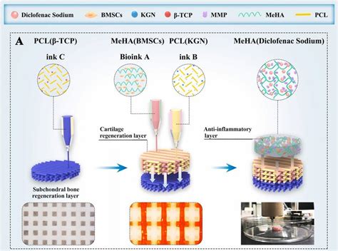 Schematic Illustration Of The D Bioprinted Biomimetic Scaffolds