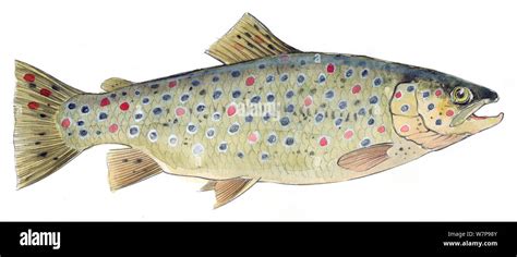 Ilustración de la trucha marrón Salmo trutta fario Lápiz y acuarela