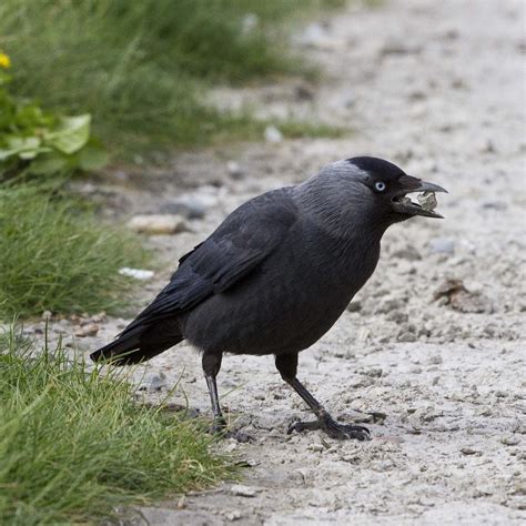 Ceredigion Birds: JACKDAW