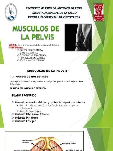 PDF Musculos De La Pelvis DOKUMEN TIPS