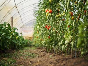 Pourquoi cultiver ses fruits et légumes sous serre