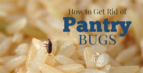 How To Get Rid Of Pantry Bugs Five Spot Green Living