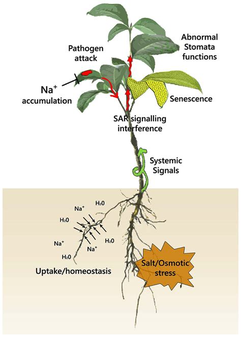 Are Plants Abiotic