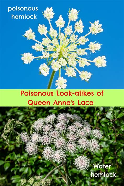 Queen Anne S Lace Vs Poison Hemlock Plants GardensAll