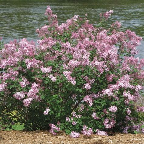 Bloomerang Pink Perfume Reblooming Lilac Syringa X Proven