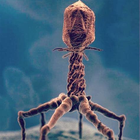 Real image of T4 Bacteriophage via electron microscope. Bacteriophage ... 