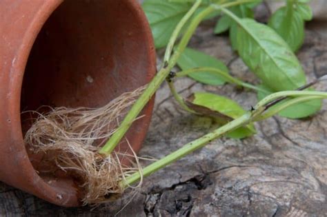 How to Grow Basil from Cuttings