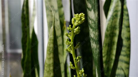 Kwitnąca roślina doniczkowa sansevieria roślina oczyszczająca