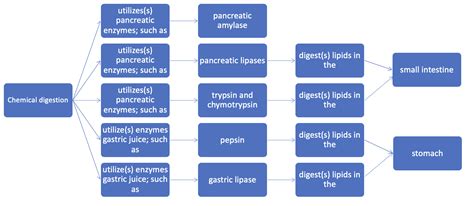 Complete The Concept Map To Identify Some Of The Enzymes Inv Quizlet