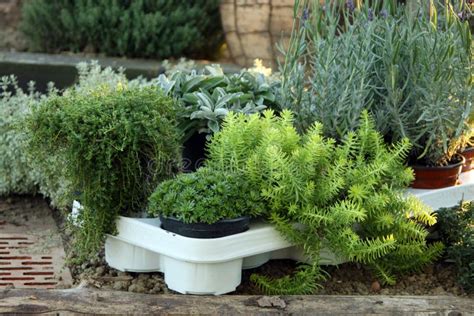 Perenial And Herbs Young Plant Stock Photo Image Of Lavender Sale